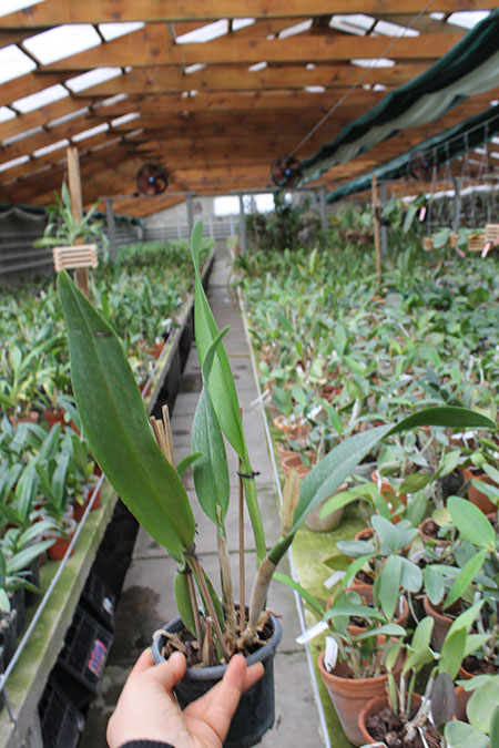 Potinara (Brassolaeliocattleya Toshie Aoki x Sophrolaeliocattleya Final Touch 'Mendenhall').jpg