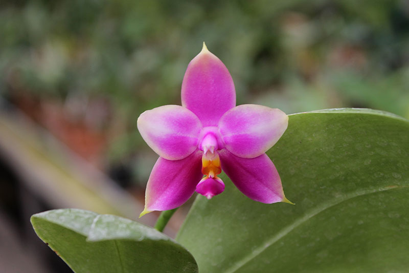 Phalaenopsis LD's Bear Queen x violacea blue.jpg