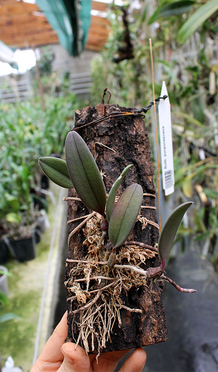 Bulbophyllum purpurascens.jpg