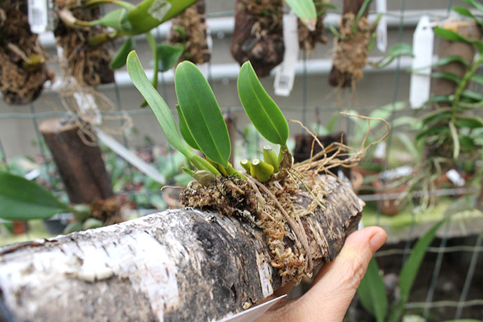 Bulbophyllum cephalophonum.jpg