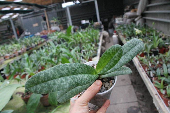 Paphiopedilum concolor.jpg