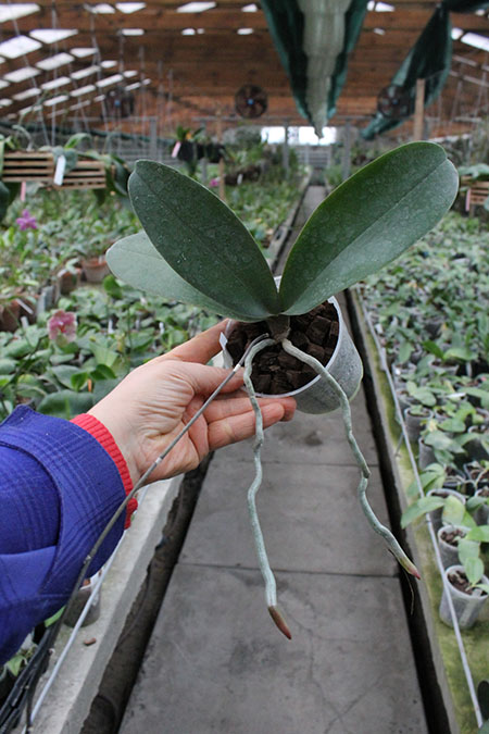 Phalaenopsis stuartiana x equestris.jpg