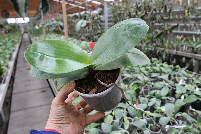 Phalaenopsis Mituo Sun x Ld's Bear King.jpg