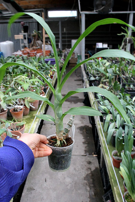 Cycnoches warcewiczii.jpg