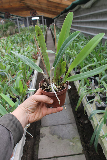 Cattleya trianae concolor.jpg
