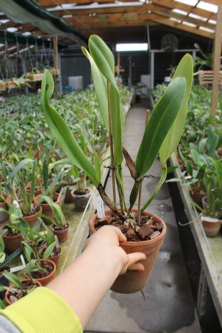 Cattleya Maggie Raphael semialba (dowiana x trianae semialba).jpg