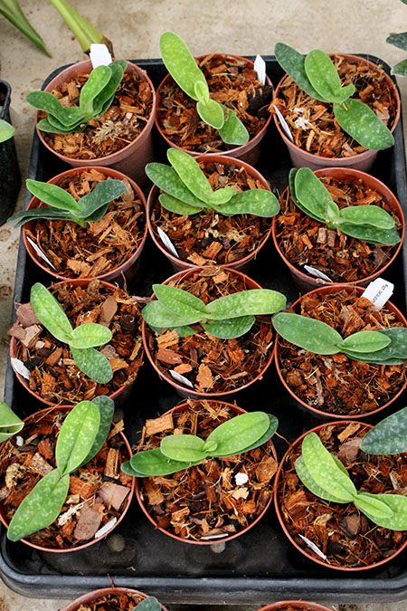 Paphiopedilum bellatulum album.jpg