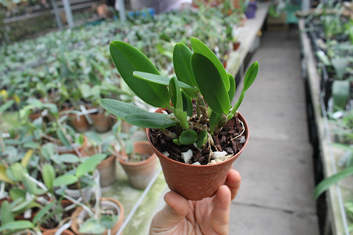 Laelia pumila 'Black Diamond'.jpg