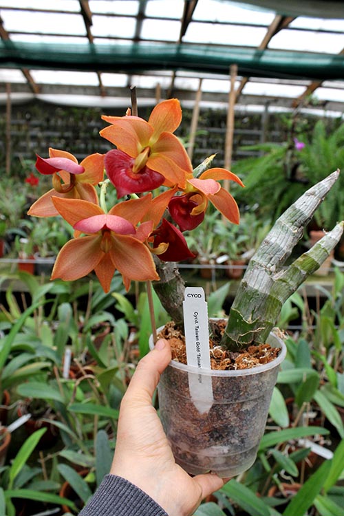 Cycnodes Taiwan Gold 'Taiwan Orange'.jpg