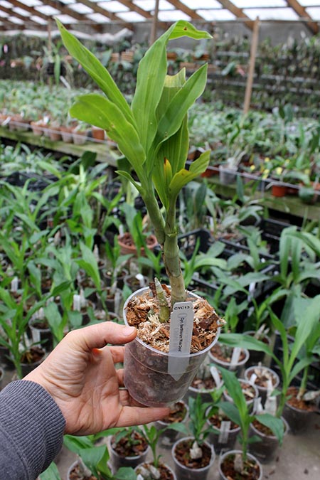 Cycnoches barthiorum 'Pink Dove'.jpg