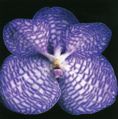 Vanda coerulea.jpg