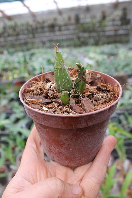 Clowesia Rebecca Northen 'Mikabi'.jpg