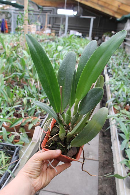 Laeliocattleya Gaskell - Pumila 'Azure Star.jpg