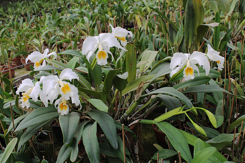 Cattleya gaskelliana alba.jpg