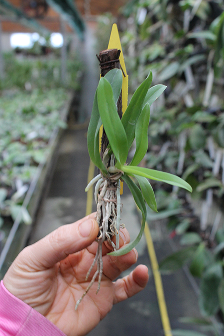 Laelia praestans x Brassavola digbyana.jpg