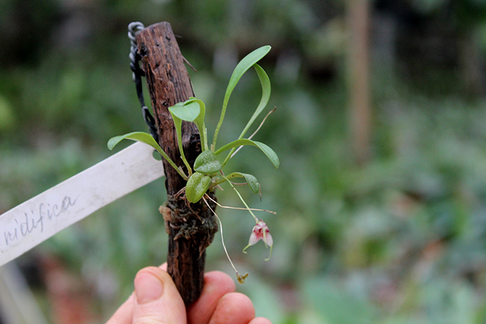 Masdevallia nidifica.jpg