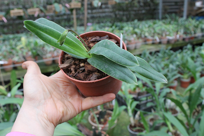 Paphiopedilum tranlienianum.jpg