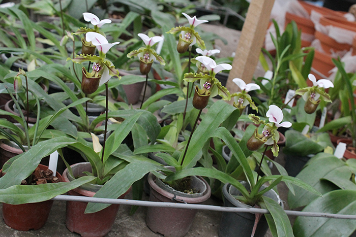 Paphiopedilum spicerianum.jpg