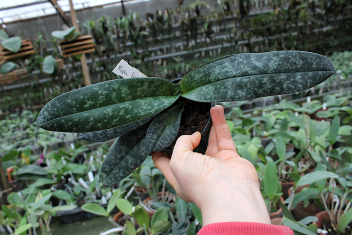 Paphiopedilum bellatulum.jpg