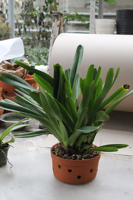 Jumellea arachnantha.jpg