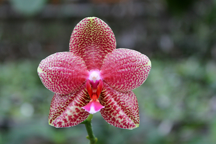 Phalaenopsis (Mituo Sun x Ching Her Buddha) x Mituo Sun.jpg
