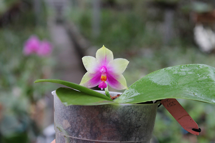 Phalaenopsis KS Happy Eagle #3 x bellina blue.jpg