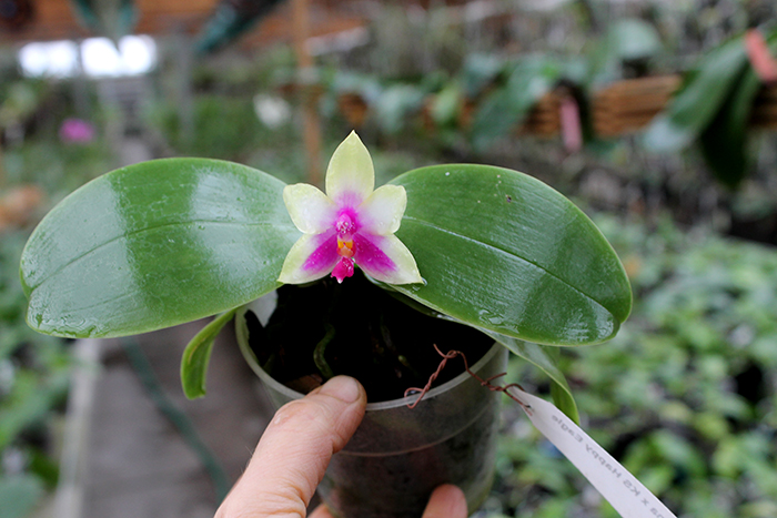 Phalaenopsis bellina x KS Happy Eagle.jpg