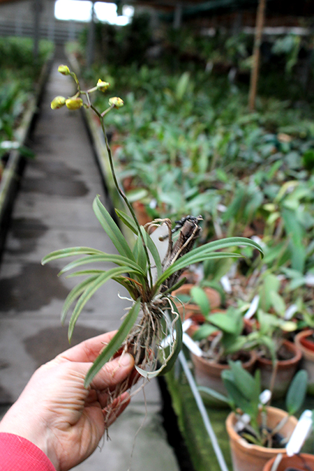 Oncidium (Tolumnia) Midas.jpg