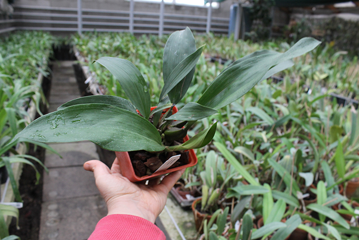 Bifrenaria atropurpurea.jpg