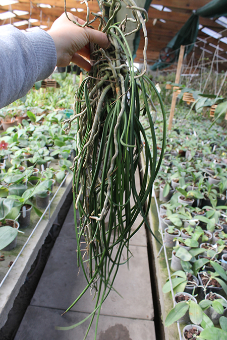 Seidenfadenia mitrata.jpg