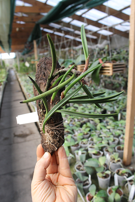 Ceratostylis retisquama.jpg