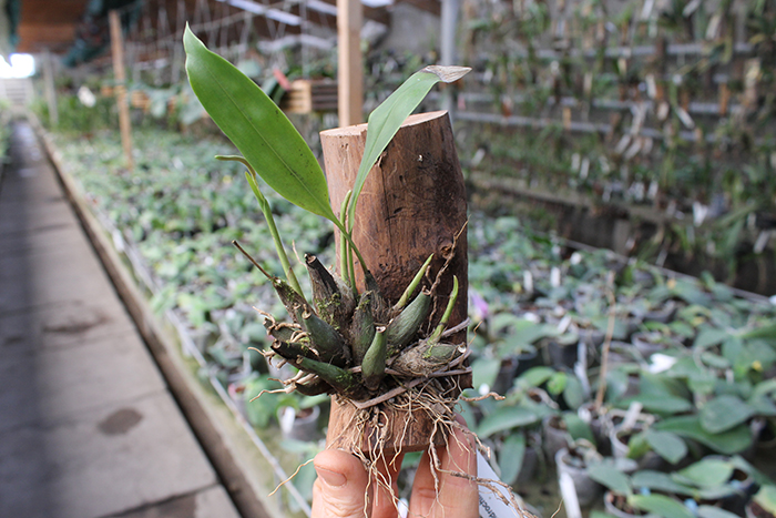 Dendrochilum bicallosum.jpg