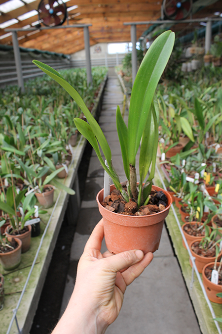 Cattleya x Hardyana.jpg