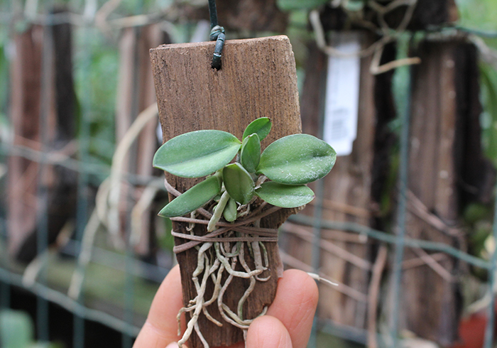 Sophronitis cernua.jpg