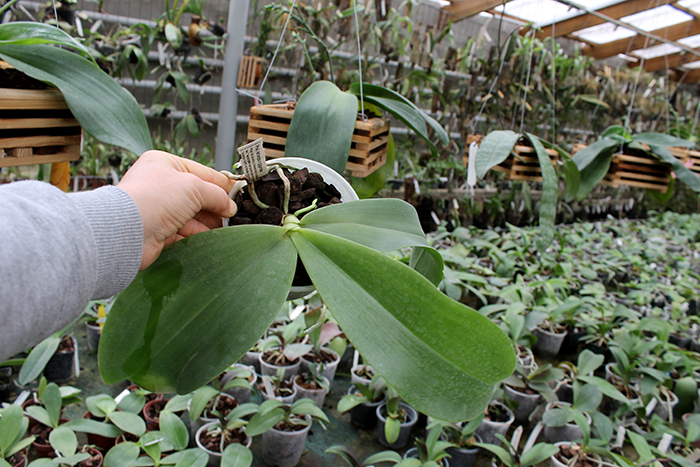Phalaenopsis tetraspis x gigantea.jpg