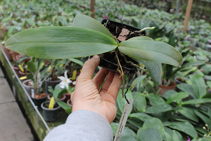 Phalaenopsis Brother Peoker 'BL' x gigantea.jpg