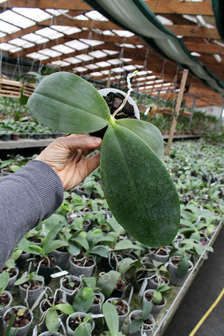 Phalaenopsis David Lim.jpg