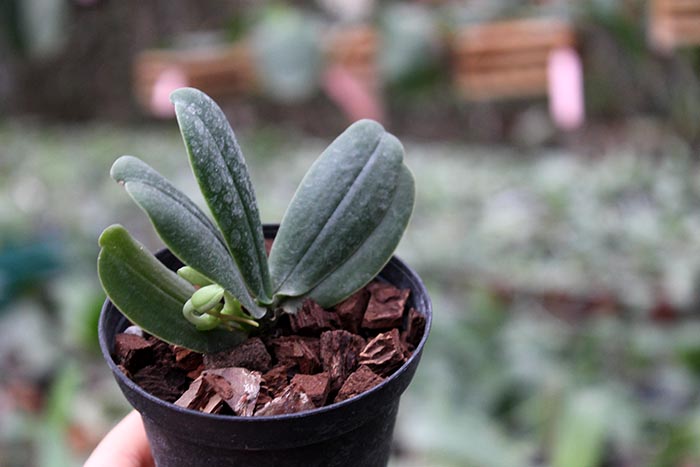 Aerangis fastuosa.jpg