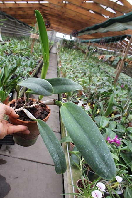 Cattleya warneri semi alba 'Geneva' x Laelia praestans alba.jpg