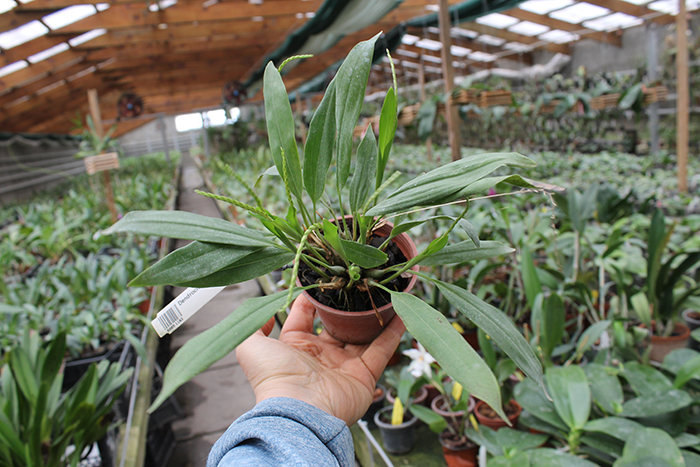 Dendrochilum uncatum.jpg