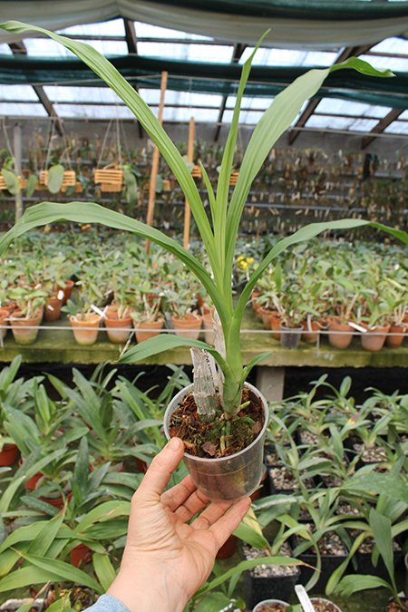 Catasetum Faustii x pileatum.jpg