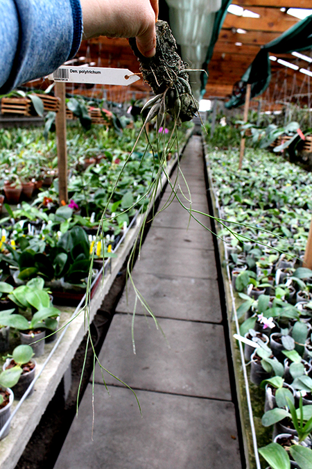 Dendrobium polytrichum.jpg