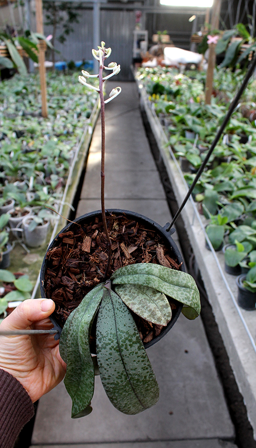 Phalaenopsis celebensis.jpg