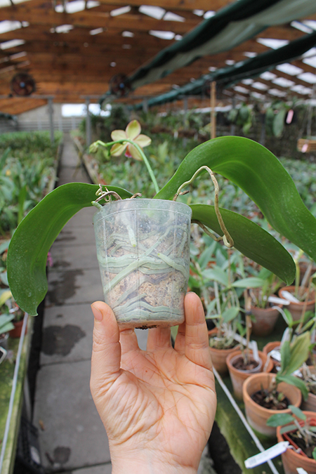 Phalaenopsis Mituo Cake 'M#1' x venosa 'TGDT'.jpg