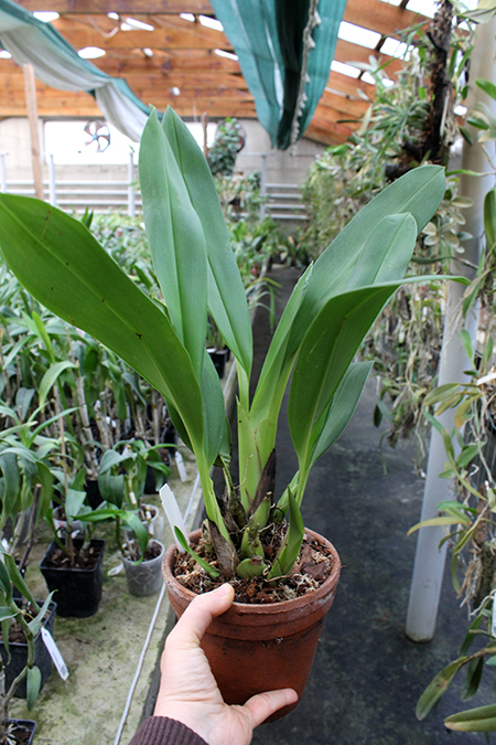 Maxillaria Johann Blatter.jpg