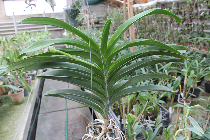 Vanda Chulee x Pak Chong Blue.jpg