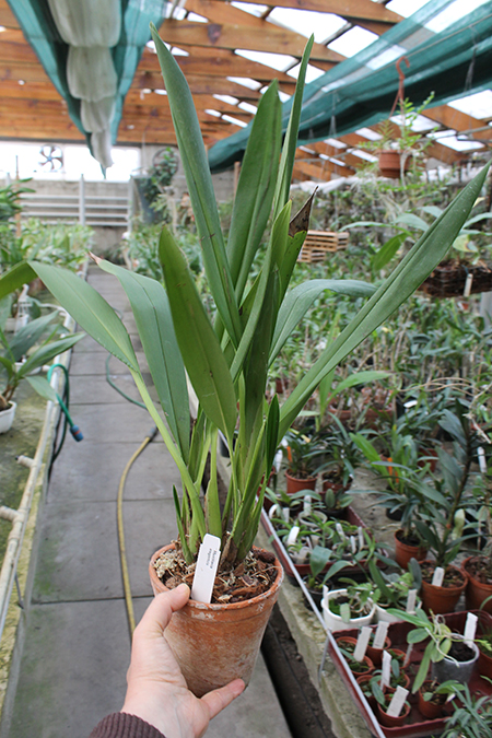 Maxillaria elegantula.jpg