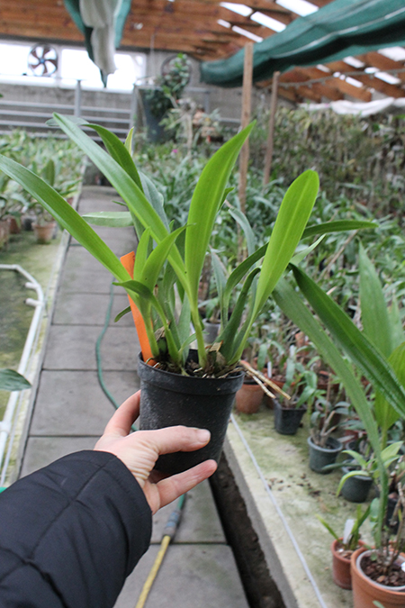 Epidendrum brassavolae.jpg