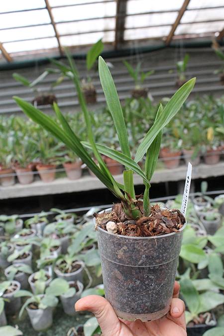 Epidendrum Chien Ya Smile 'K S'.jpg