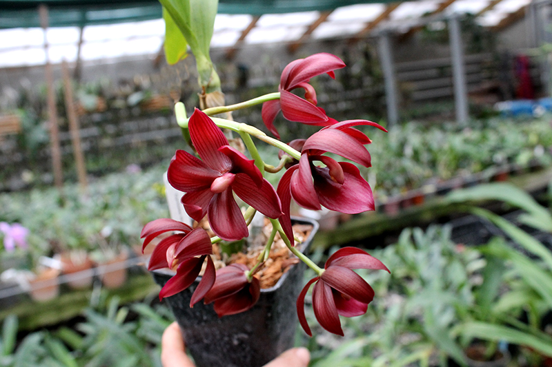 Cycnodes Wine Delight.jpg